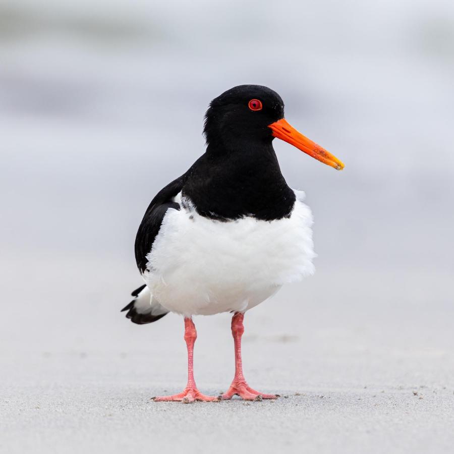 The Oystercatcher At The Bay, Файли Экстерьер фото